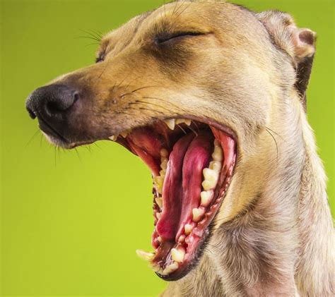 dog tonsil stones|tonsillitis in dogs treatment.